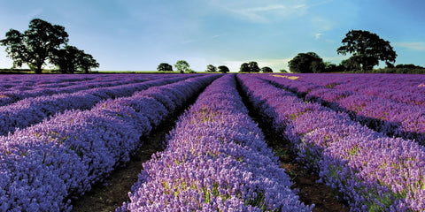 Lavenders fields