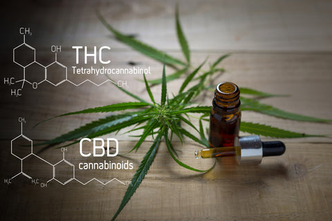 Medicinal cannabis with extract oil in a bottle of Formula CBD THC