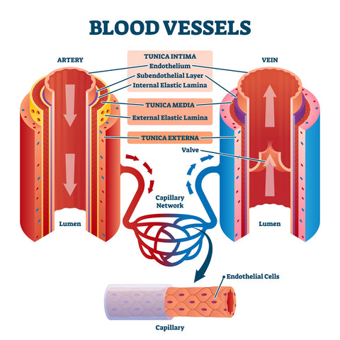 Blood vessels with artery and vein internal structure comparison vector illustration. 