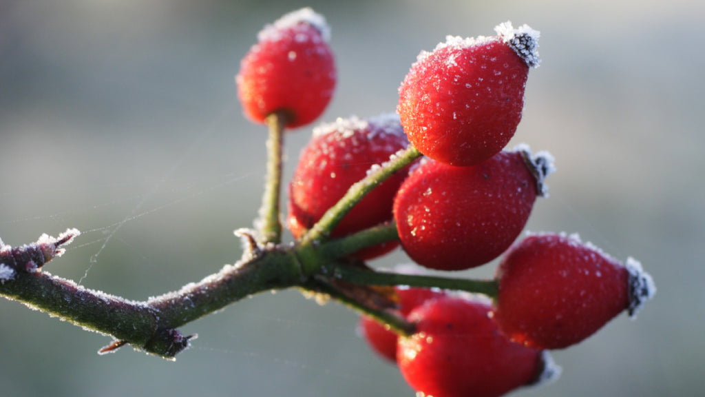 rosehips in winter