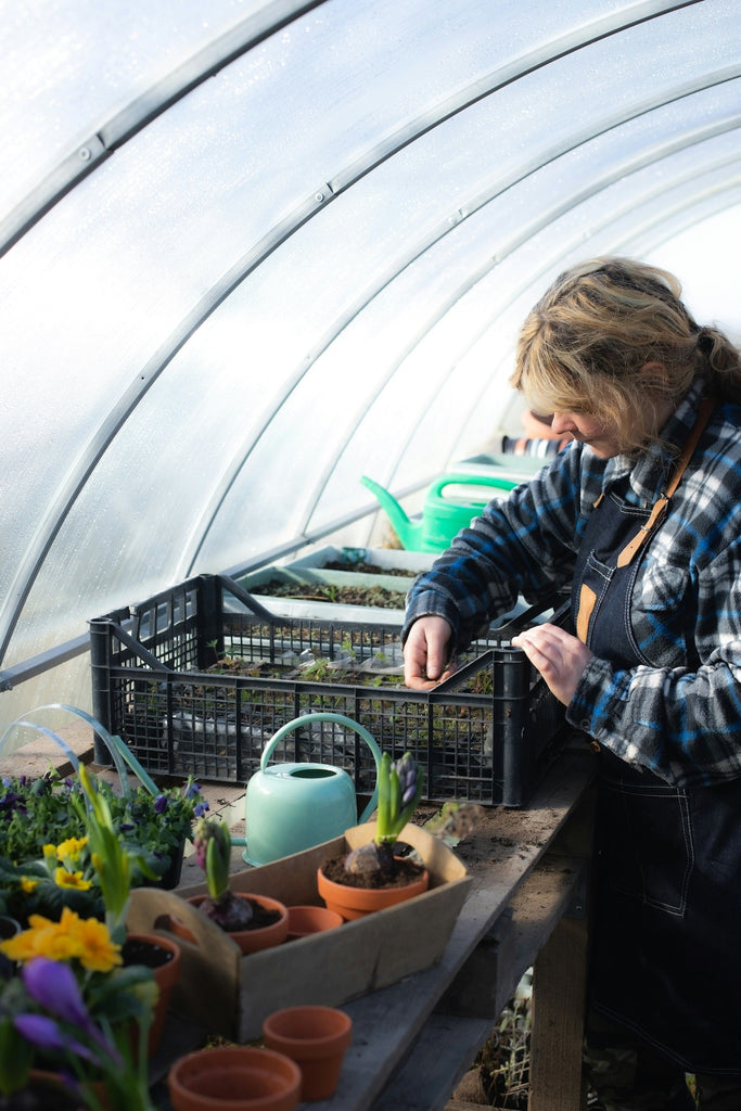 woman planting out seedlings in a polytunnel