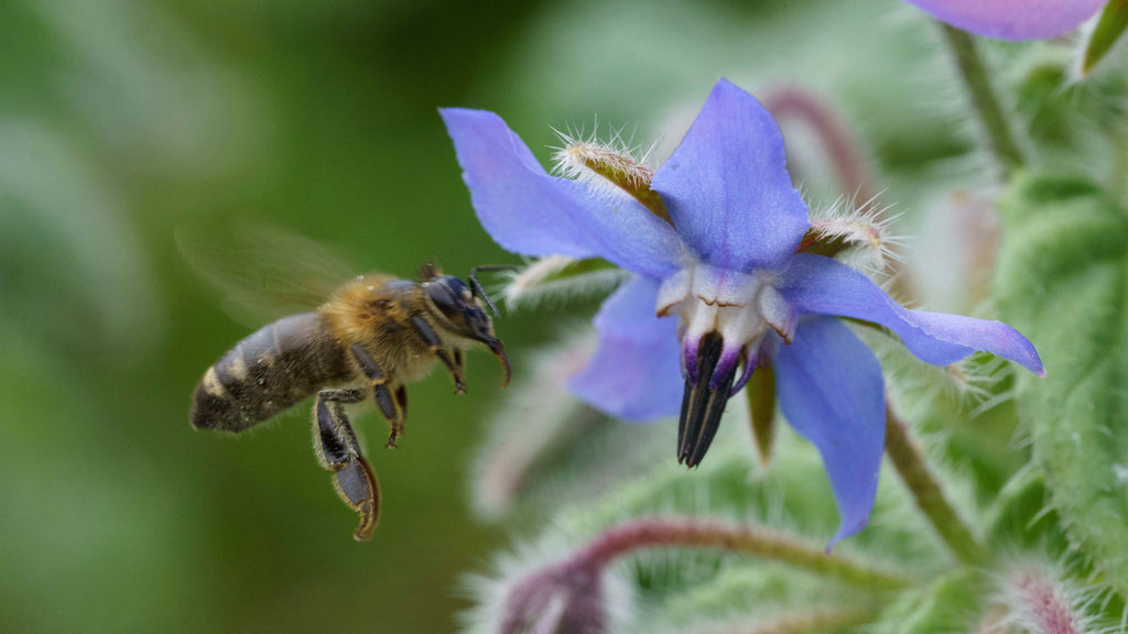 Borage flower