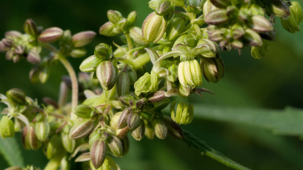 hemp seeds ripening