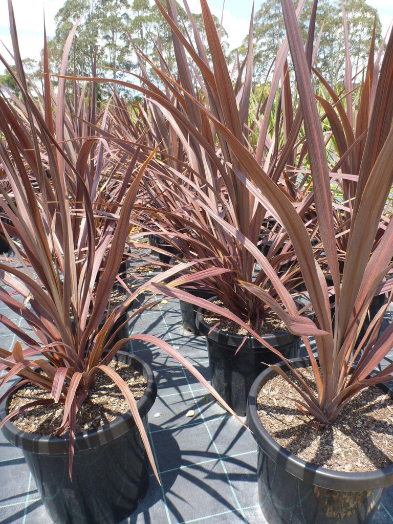 Cordyline Red Sensation 400mm Pot | Glenacres Nursery Sydney