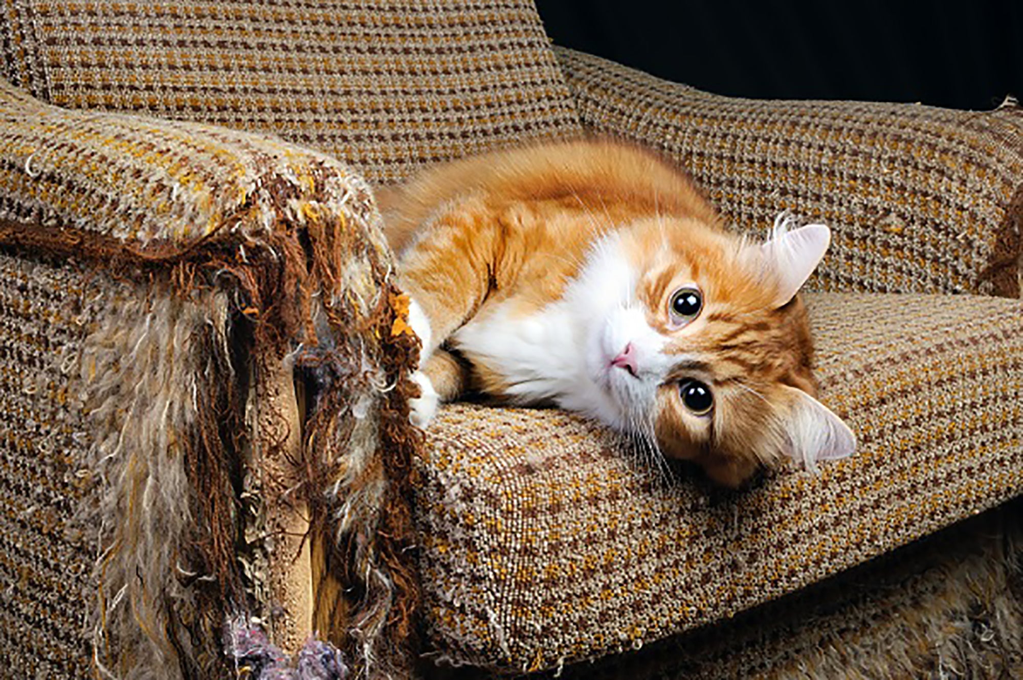 Kat krabt aan meubels - Hoe afleren? For Cool Cats