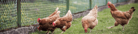 Chicken Feed - The Complete Guide To Keeping Poultry