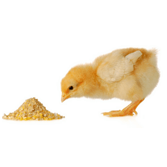 Starter Chick Crumbs Feed - Percy's Pet Products