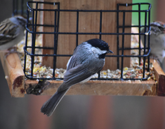 How To Feed The Birds In Your Garden