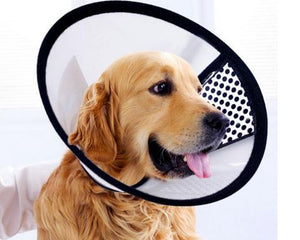 elizabethan collar