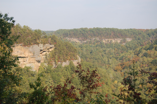 Trees at Red River Gorge