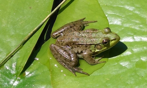 Frog photo by Karen Richardson