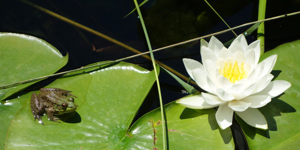 Frog photo by Karen Richardson