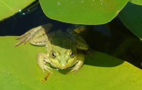 Frog photo by Karen Richardson