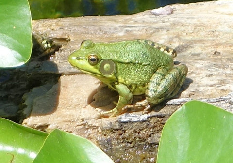 Frog photo by Karen Richardson