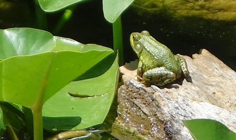 Frog photo by Karen Richardson