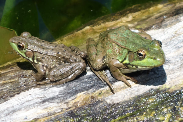 Frog photo by Karen Richardson