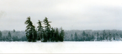Winter Pines photo by Karen Richardson
