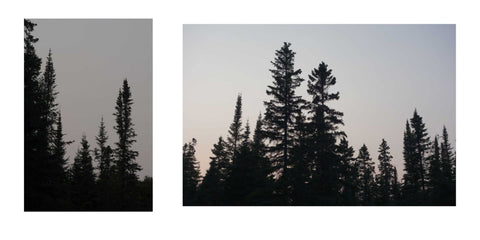 Pukaskwa Park trees, photos by Karen Richardson