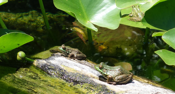 Frogs at Point Pelee, photo by Karen Richardson