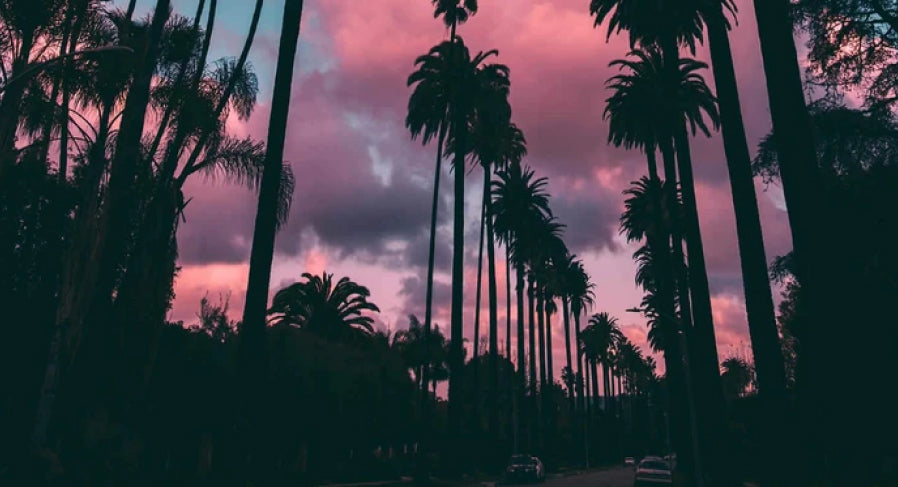 Palm trees  at dusk