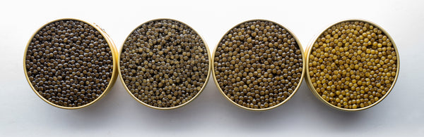 Astrea Caviar Tins