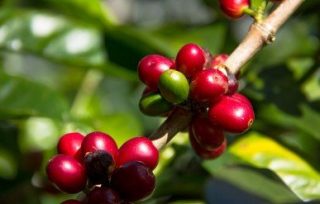 Gesha Coffee Cherries - a type of arabica coffee bean