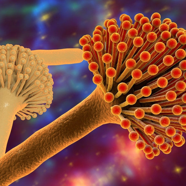 Mycotoxins - Common 75 – Ergopathics