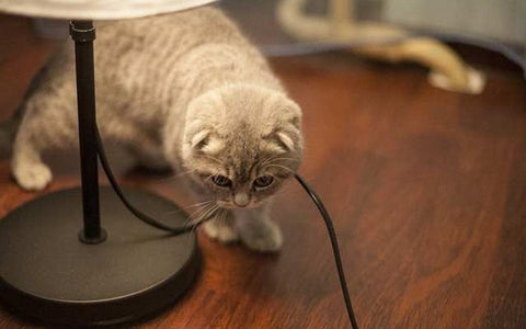 como evitar que el gato muerda cables