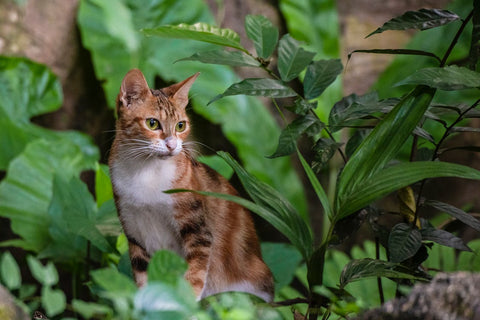 Cómo Ahuyentar Gatos De Tu Jardín, Huerto, Cochera, etc. FÁCIL ECONÓMICO y  SIN LASTIMARLOS!! 