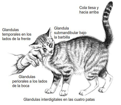 lenguaje corporal gatos