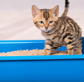 Riesgos para la salud de no limpiar bien el arenero de tu gato