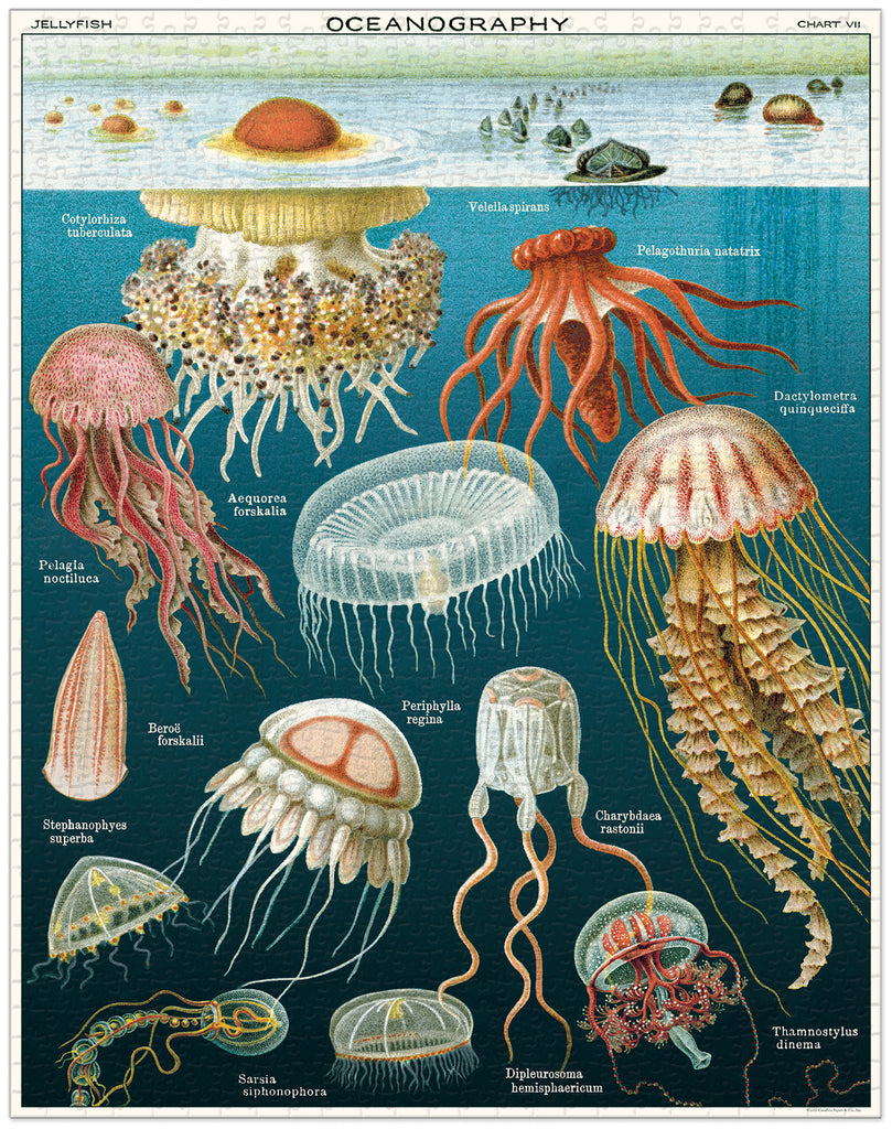 Jellyfish Vintage Puzzle, by Cavallini – Rose Mille