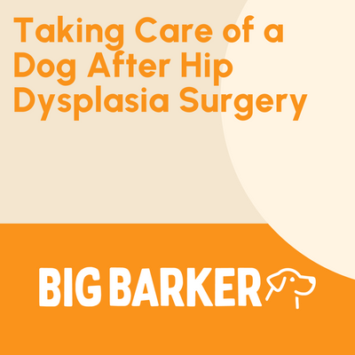 will hip dysplasia kill a dog