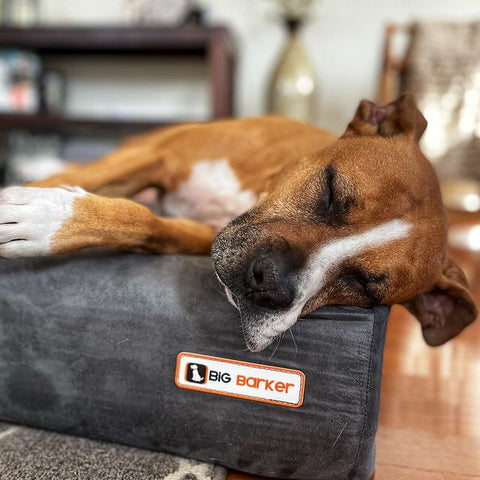 Bruin on his bed!