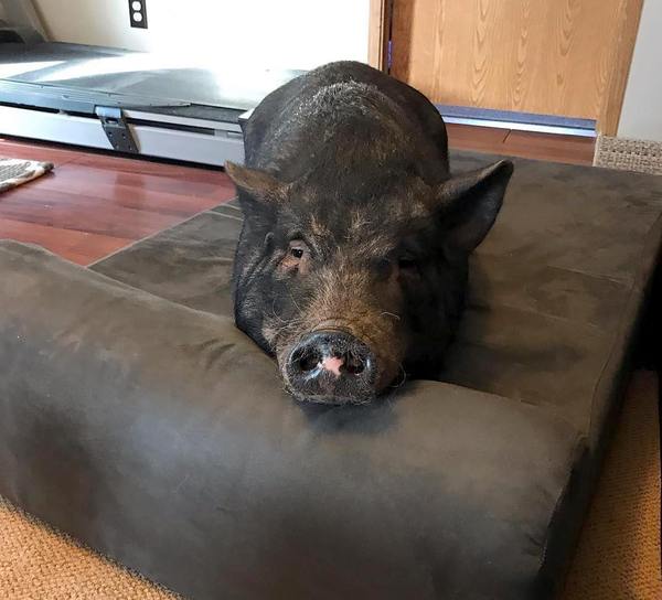 This Piggie went to the market... and got himself a Big Barker bed!