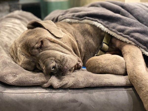 Mastiff Asleep on Big Barker bed