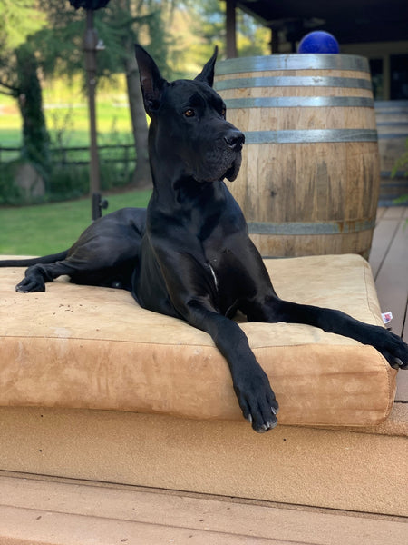 Great Dane on Big Barker bed