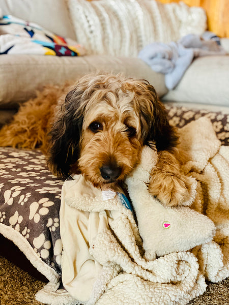 Dog on Big Barker bed