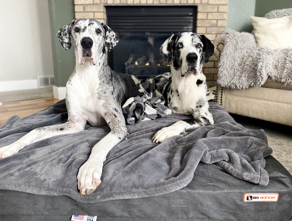 Great Danes on Big Barker bed