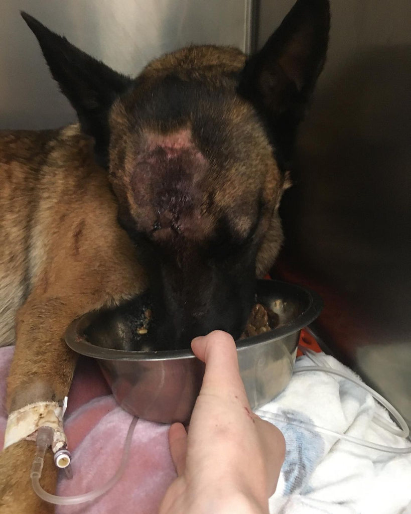 Eva recovers with an IV and with scars on her head