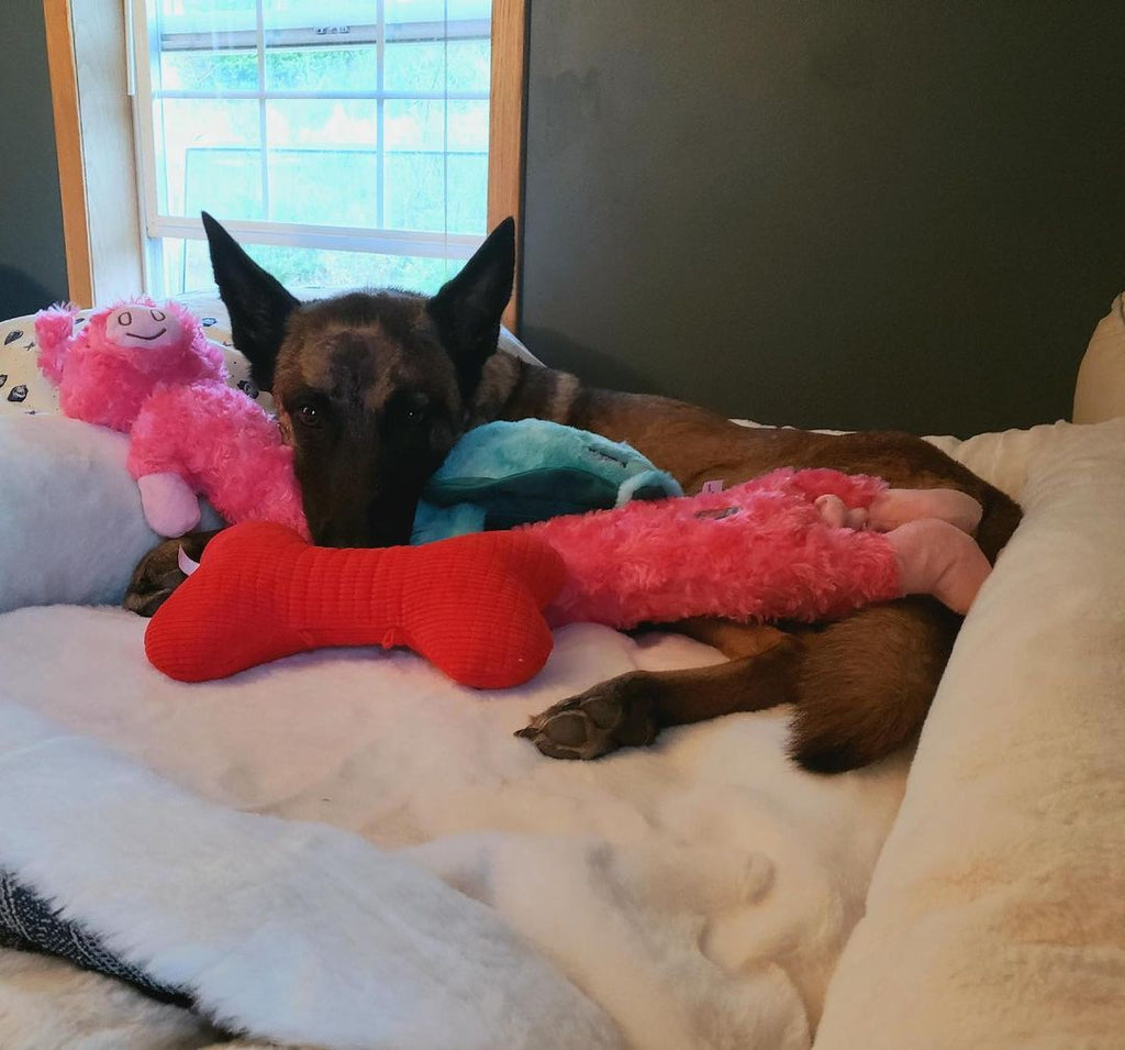 Eva recovers with stuffed animals