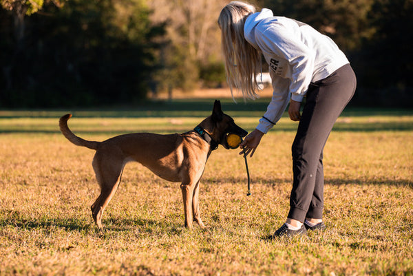 The Working K9 Training