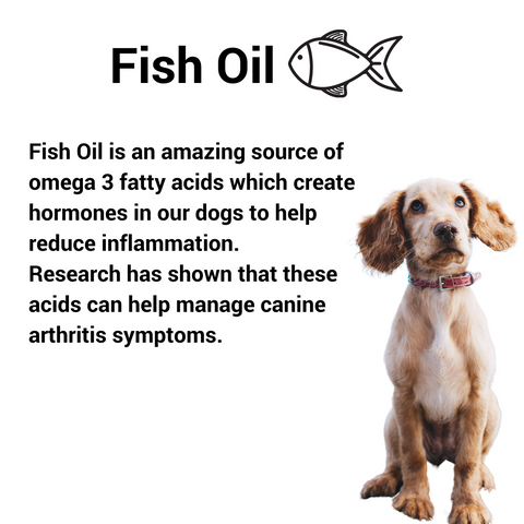 Fish oil is an anti inflammatory food to give your pet.