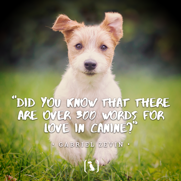 “Did you know that there are over 300 words for love in canine?”