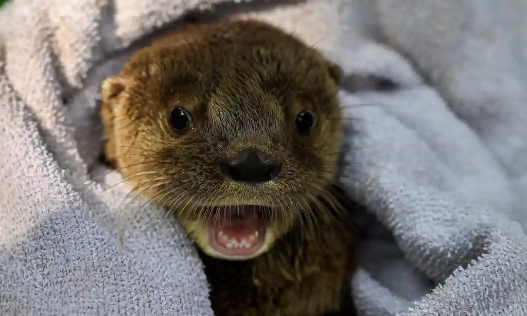 Baby otter saved by dog