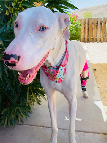 "Opal the Great Dane loves to spend her days modeling summer fashion! I am an 8 year *young* hearing impaired girl"