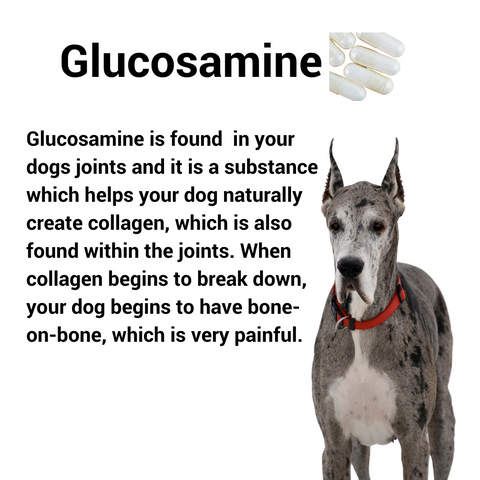 Glucosamine can help your dog with joint pain.