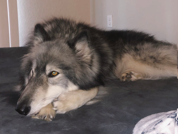 Husky on Big Barker bed