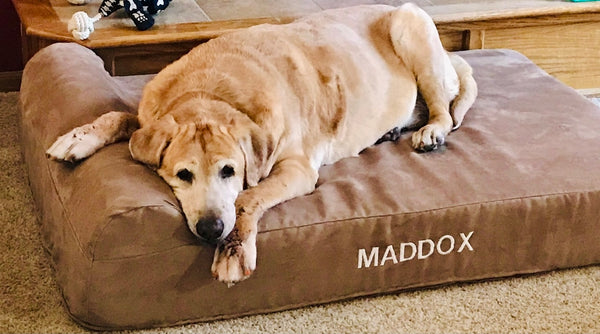 Maddox on his Big Barker bed