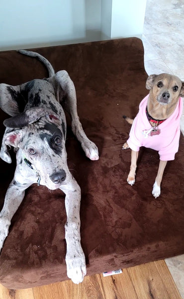 Two dogs on Big Barker beds